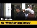 Gujarat Airport Official Chases Away Monkeys Dressed As A Bear