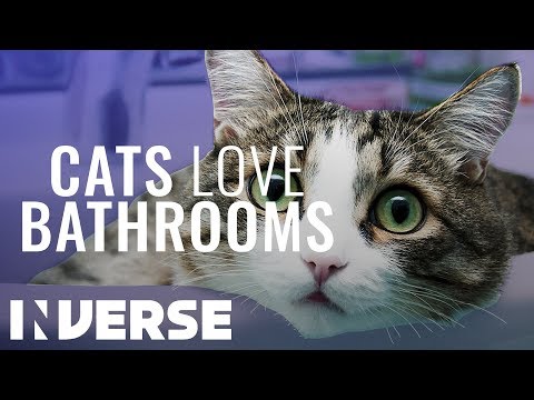 Why Cats Follow You Into The Bathroom | Inverse