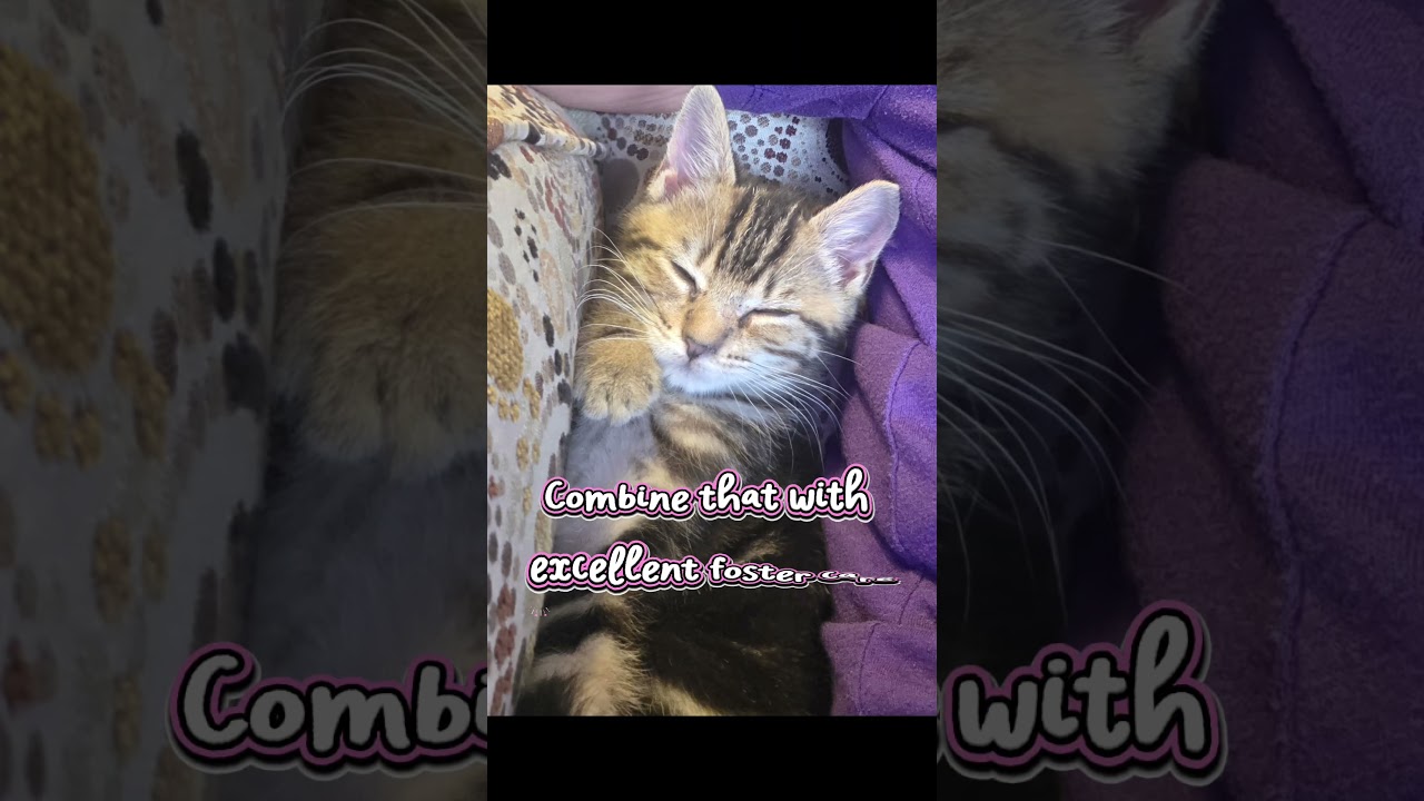 Enlarge Belle, a ADOPTABLE mixed breed in Hilton Head Island, SC video 2/2