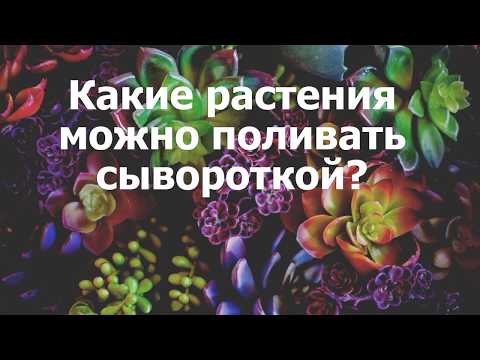 Какие растения можно поливать сывороткой?