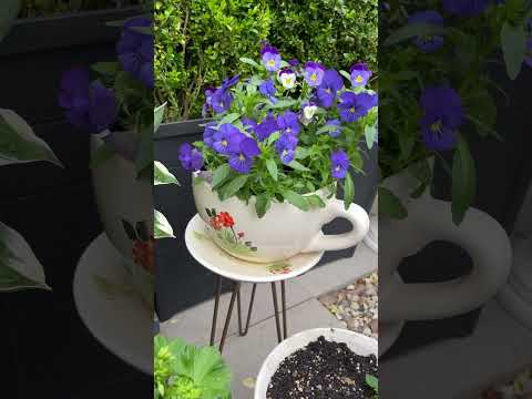 Beautiful garden #pansy #garden #gardening #nature #fun #summer #trendingshorts #trending