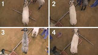 4-H Lamb Judging: Example 1- Market Lambs