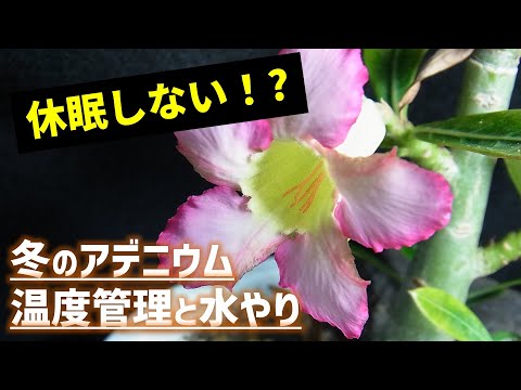 園芸 砂漠のバラの越冬に成功