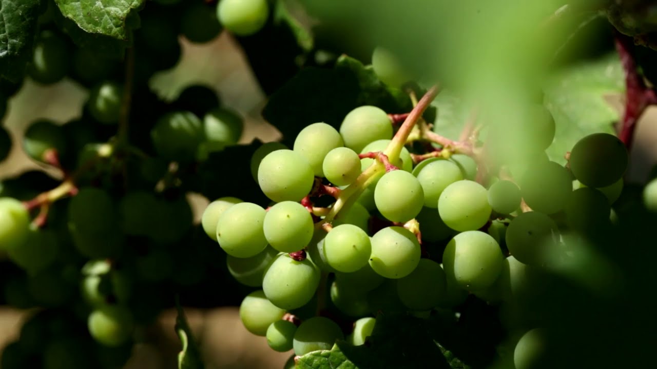 Anta de Cima | ARGILLA Wines