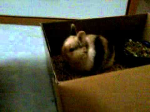 Conejo Toy Tricolor Arlequin 7