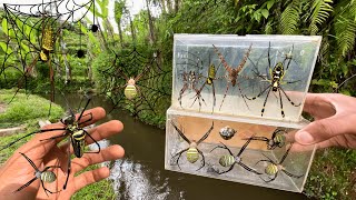Hunting Top Spider In 2026 !! Golden orb spider, Black House Spider, Silk Spider