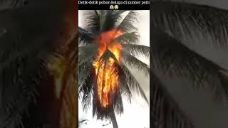 Download lagu virall❓😱 pohon kelapa kesamber petir#pohonkelapa #petir#virall #shorts mp3