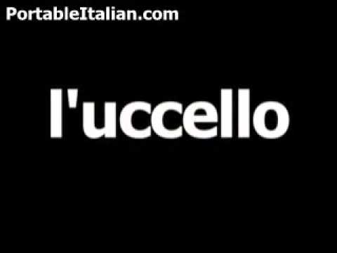 Italian word for bird is l'uccello