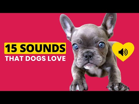 15 Sounds That Dogs Love To Hear (GUARANTEED 🐶)