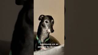 Greyhound energy hits different.🤣🤣#funnydogs#greyhound#funnyvideos#foryou#dogsofyoutube