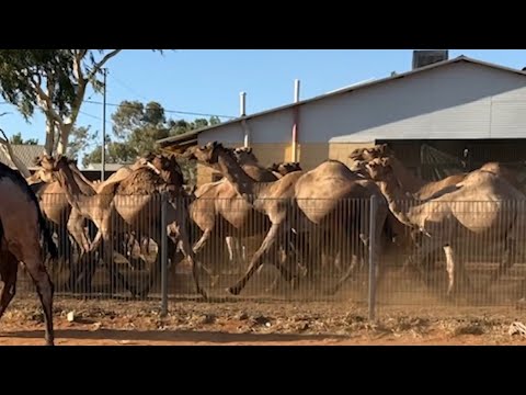 Residents held hostage in their homes by thousands of feral camels