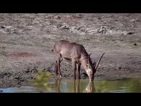 Djuma: Zebras, Impalas, Kudus and Waterbuck bull - 14:12 - 06/04/19
