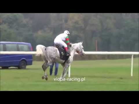 Gon. IV - 25.10.2014 - Hiszpan (Moshh - Hikma)