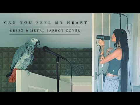 Can You Feel My Heart (REEBZ & Metal Parrot cover)