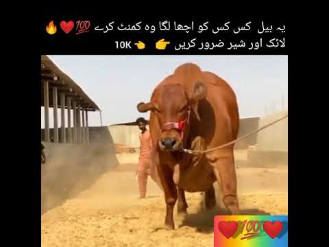 Qurbani ka bel eid ul uzha ❤💯❤🔥👈