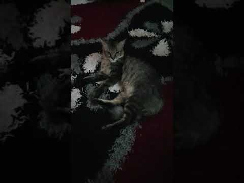 Miko cat night activity