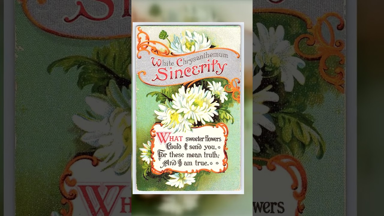White Chrysanthemum Sincerity Postcard, Divided Back, 1910 Postmark Video