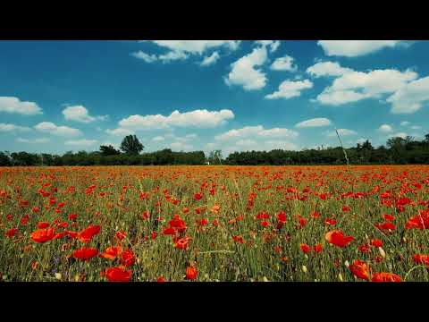 Hino 393 - Ó bom Jesus, meu caro Jesus- CCB