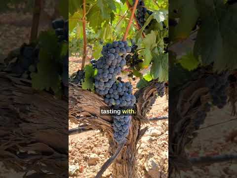 A MELHOR viagem de um dia para os amantes do vinho saindo de Madrid (Ribera del Duero)