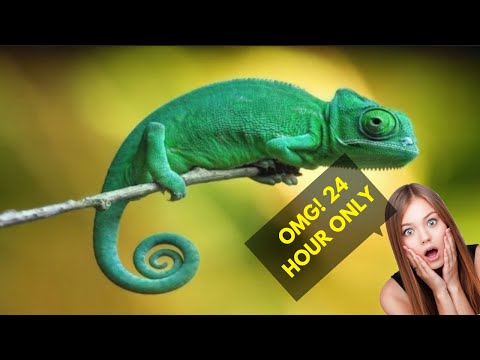 Top 10 Shortest Lifespan Animal in The World