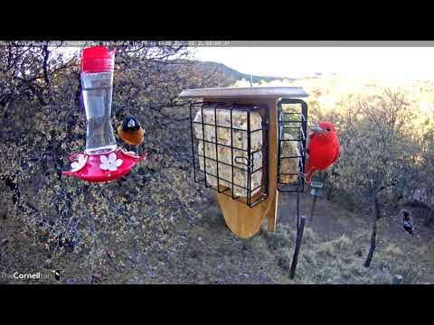 Male Summer Tanager And Black-headed Grosbeak Share West Texas Feeders – April 20, 2021