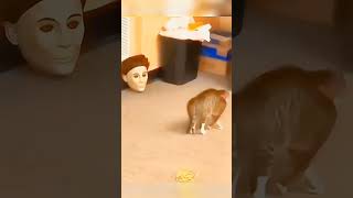 Cats vs Masks 😂 #pets #funnyanimals #cats