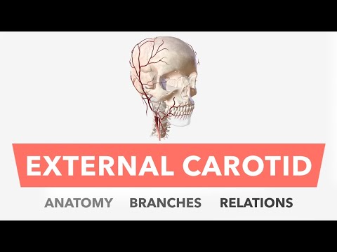 External Carotid Artery - Anatomy, Branches & Relations