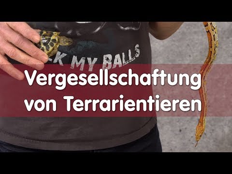 Reptil TV - Praxis – Vergesellschaftung von Terrarientieren
