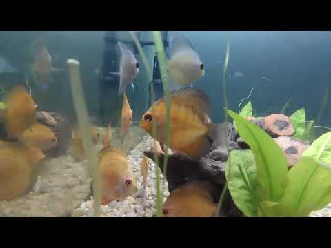 Fish Tank - Fish Videos For Kids