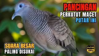 Download lagu Perkutut Lokal Gacor Suara Besar | Masteran ini  Memancing Perkutut Biar Bunyi - Terbukti AMPUH! L92 mp3