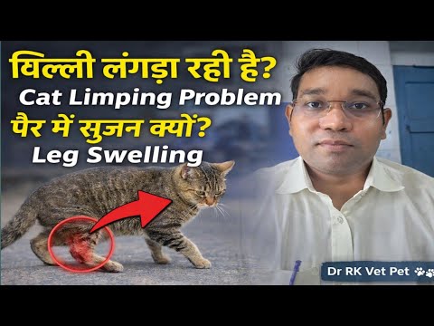Swelling and lameness in cat's leg | Cat Limping Problem Treatment