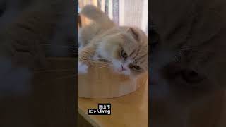 高山市の「にゃんliving」で、かわいい猫たちに癒やされる時間🐱のんびり過ごす猫たちの姿をショート動画で紹介します。