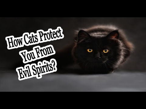 ⛔DID YOU KNOW?⛔SECRETS OF CATS AND HOW THEY PROTECT YOU FROM THE EVIL SPIRITS!!! 😱😱😱