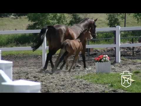 NF316 Stutfohlen von Dinken - Carpaccio - Grundyman xx