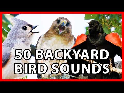 50 Common Bird Sounds of the Eastern US