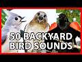 50 Common Bird Sounds of the Eastern US