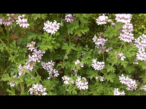 Pelargonium graveolens - Rose Scented Geranium care