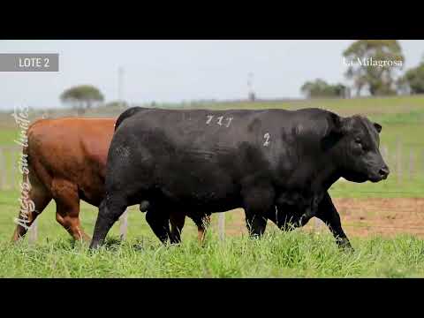 LOTE 2 LM 726 PRECOZ FRANCO 1930 – 717 MR ANGUS 594 TE