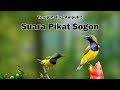 Mp3 Suara Pikat Sogon Paling Ampuh Jernih Durasi Lama Susah Turun Ribut Gacor Ngobra