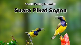 Download lagu Mp3 Suara Pikat Sogon Paling Ampuh Jernih Durasi Lama || Susah Turun, Ribut, Gacor Ngobra mp3 Download lagu Mp3 Suara Pikat Sogon Paling Ampuh Jernih Durasi Lama || Susah Turun, Ribut, Gacor Ngobra mp3