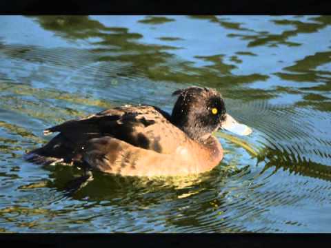 ANATIDAS ( Anatidae ) Ducks