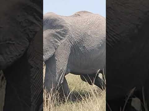 Free movement of Elephants at Masai Mara Forest, Kenya (23rd August,2025)