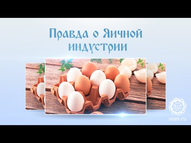 Правда о Яичной индустрии Правда о Яичной индустрии