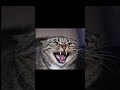 Cat Sound Scary Cat Sounds Angry Angry Cat Sounds Shorts Kmsounds