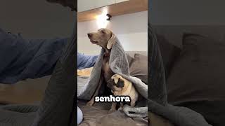 Os Fantasmas do Parque e a Surpresa de Aniversário #shortvideo