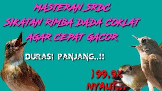 Download lagu 3jam full masteran srdc mewah tembakan kasar ,mudah masuk dan terapi srdc agar cepat gacor mp3