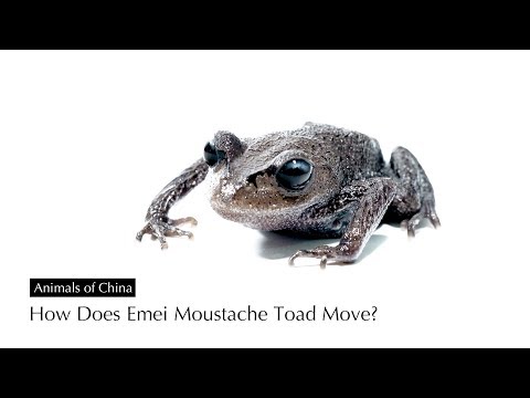 How Does Emei Moustache Toad Move?
