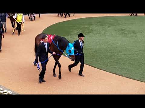 The 12 contenders for the GII 2020 American Jockey Club Cup in the parade ring