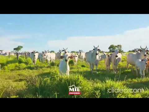 FAZENDA À VENDA EM GOIÁS (FLORES DE GOIAS) PARA IRRIGAÇÃO.