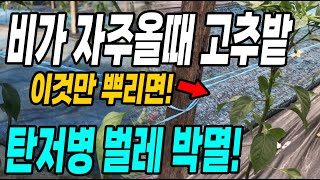 비가 자주올때 고추밭 이것만 뿌리면 탄저병 벌레 싹 다 박멸! 병없는 고추 주렁주렁!